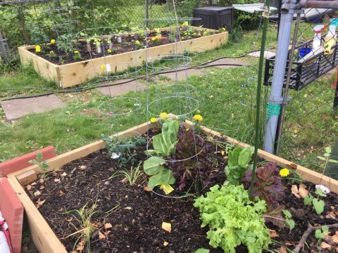 Vegetable gardens