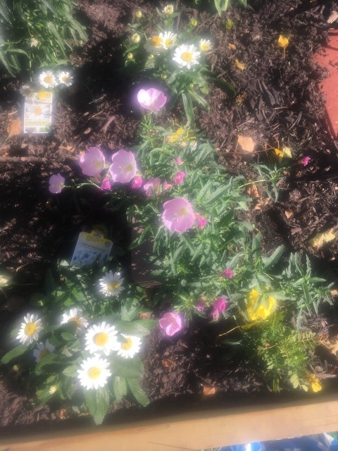 Flower garden