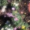 Flower garden