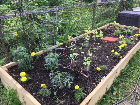 Vegetable garden