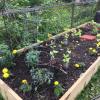 Vegetable garden
