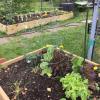 Vegetable gardens